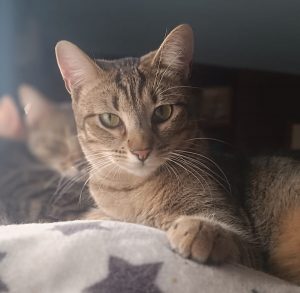 Hanna looking for her forever home